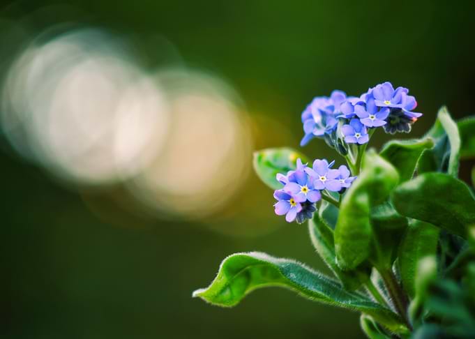 Blue Flowers