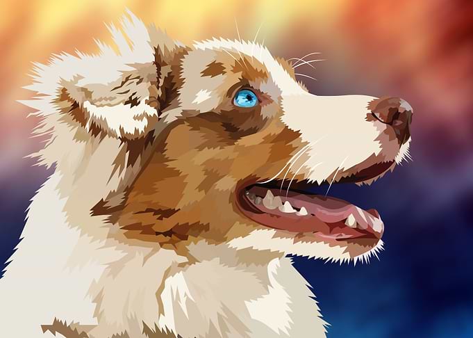 Cute Austrialian dog