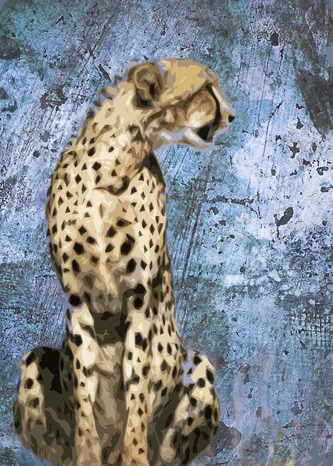Cheetah