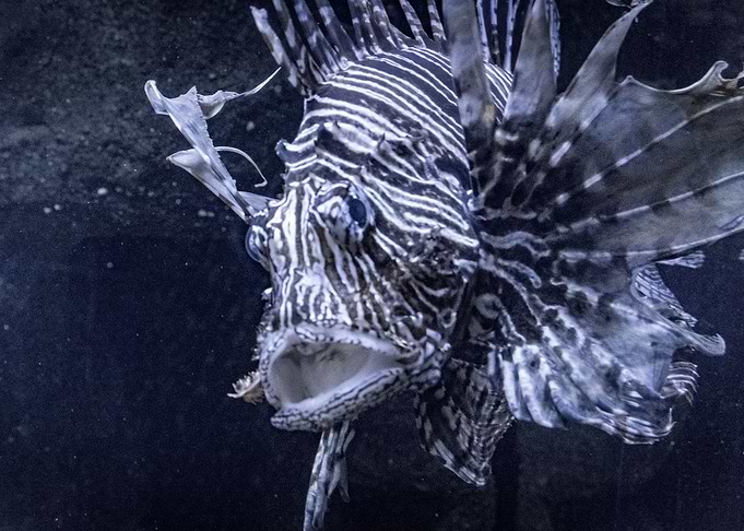 fish of moscow