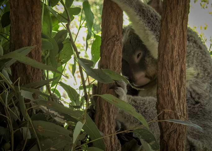 Koala climbing