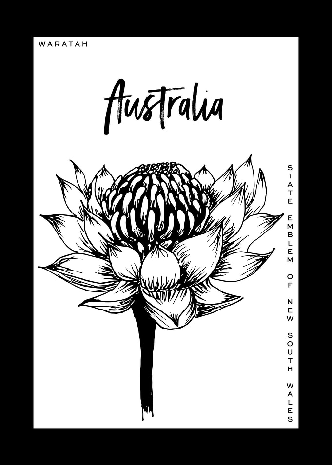 BLACK WHITE WARATAH
