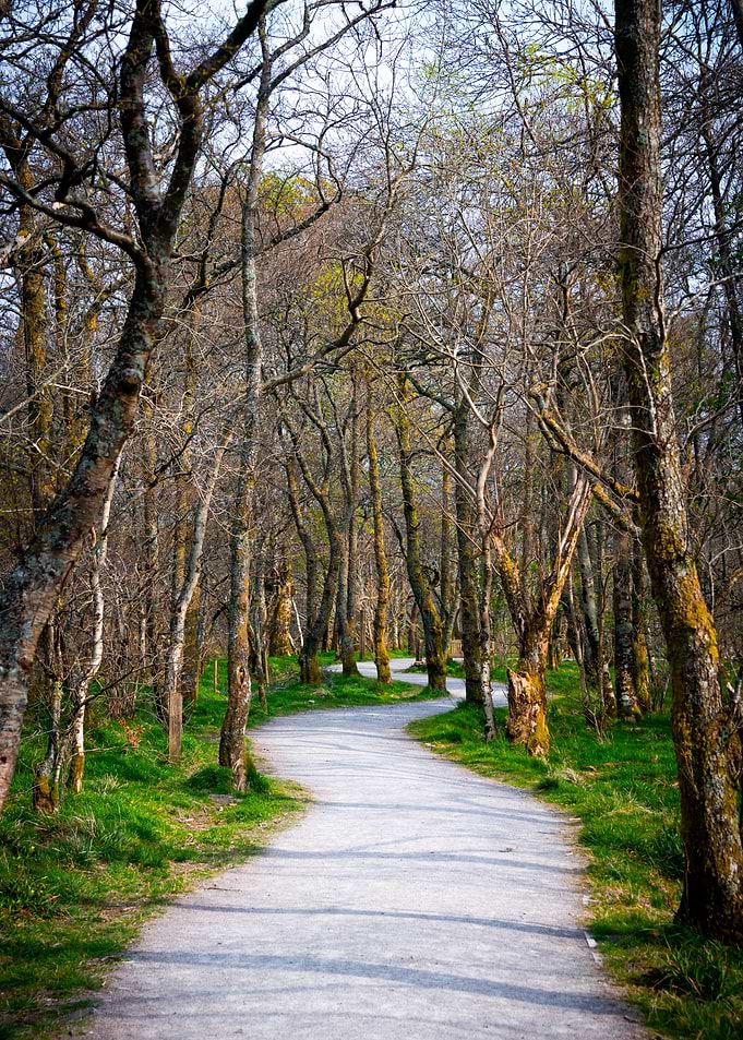 Scotland Woods