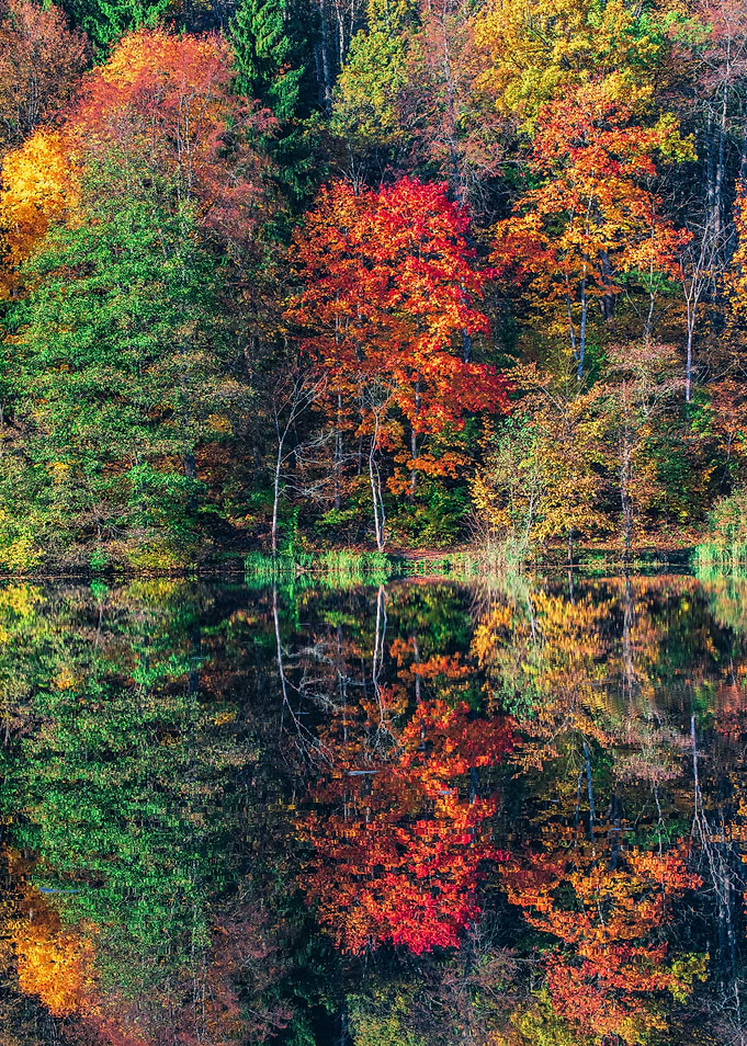 Fall trees reflection