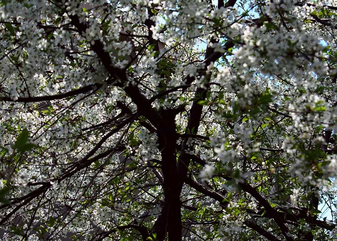 cherry blossom tree japan