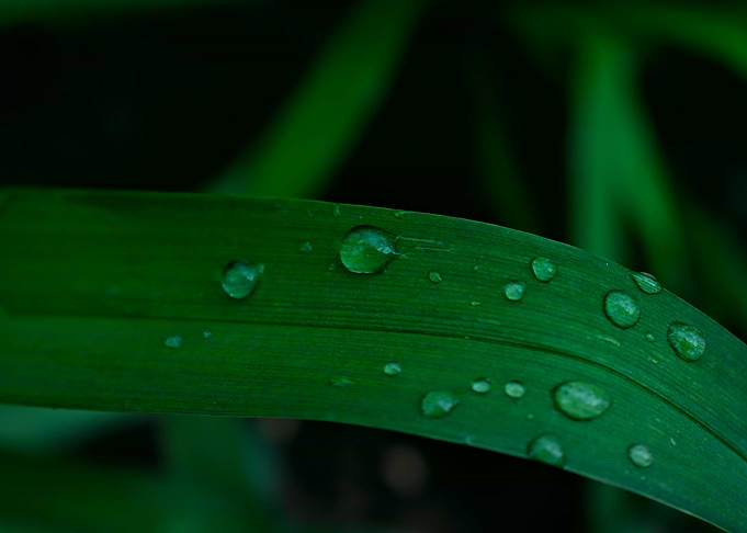rain droplets on leaves