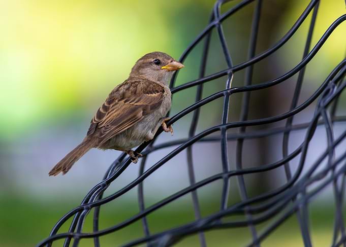 A cute and little sparrow