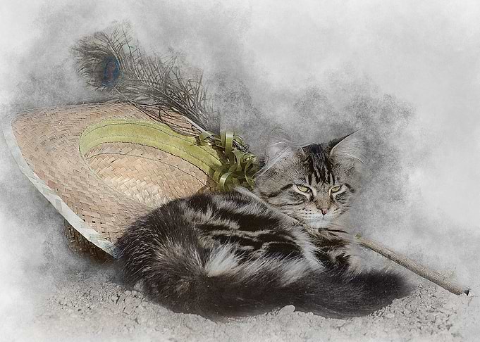 Maine coon cat