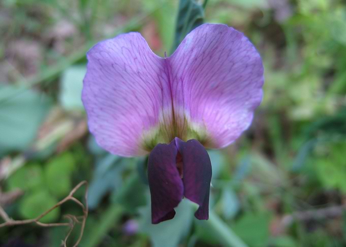 Violet