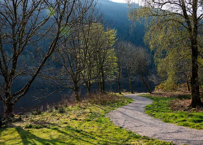 Scotland Woods