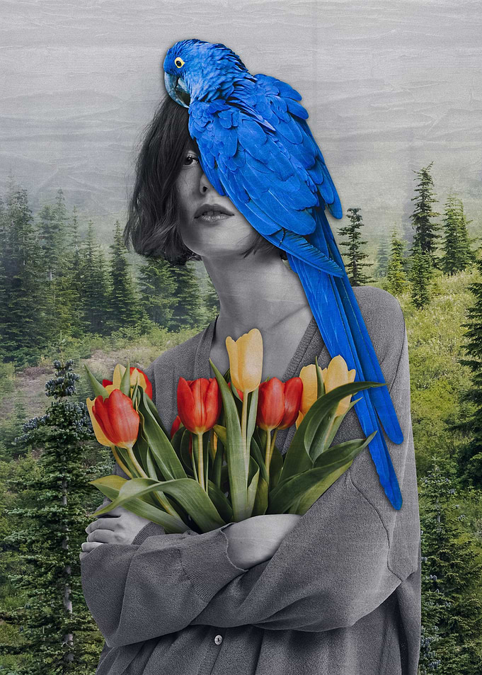 Parrot Fairy