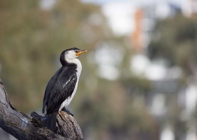 Lone Cormorant