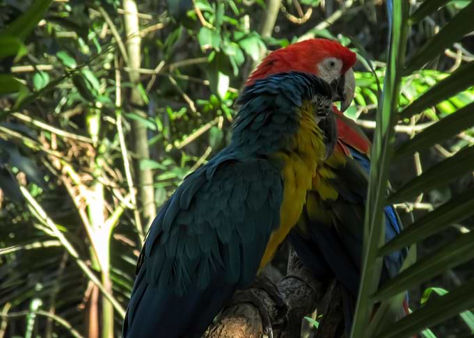 Parrots