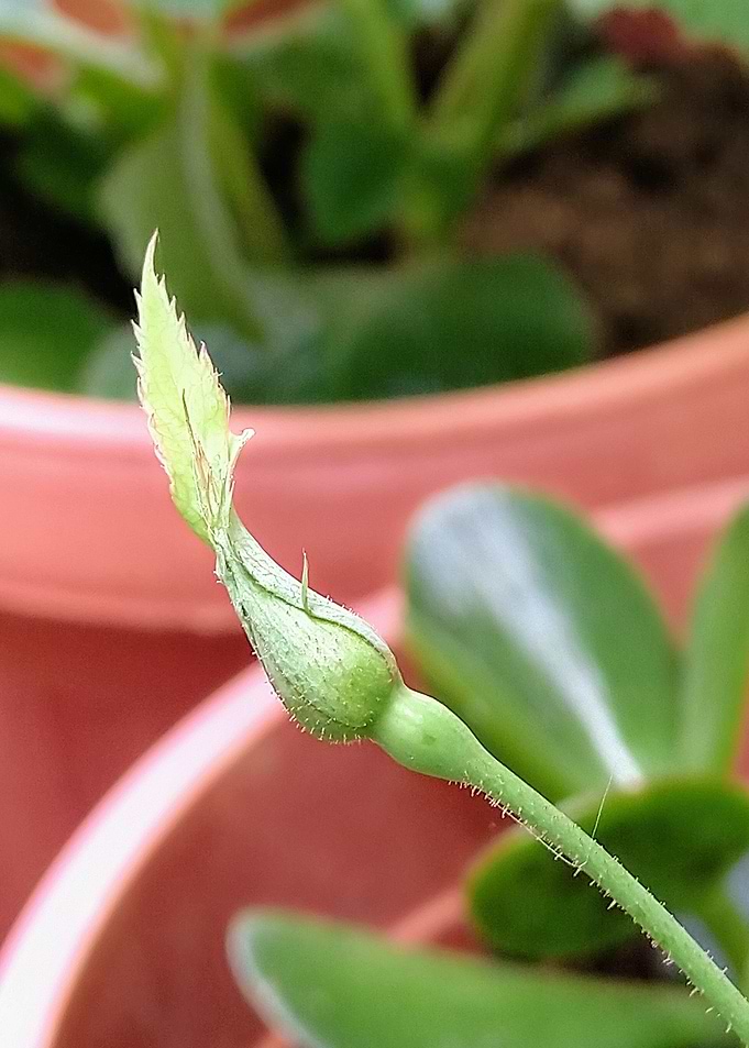 Rose Bud Flower