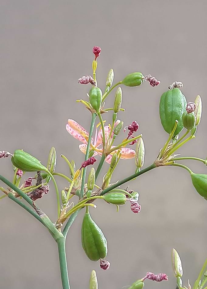 Orchid Bud