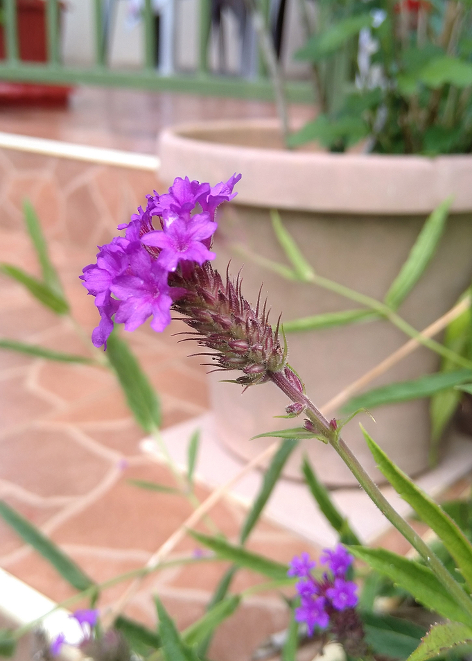 Purple Flower