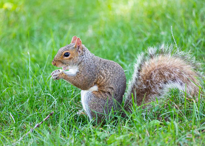 A cute squirrel