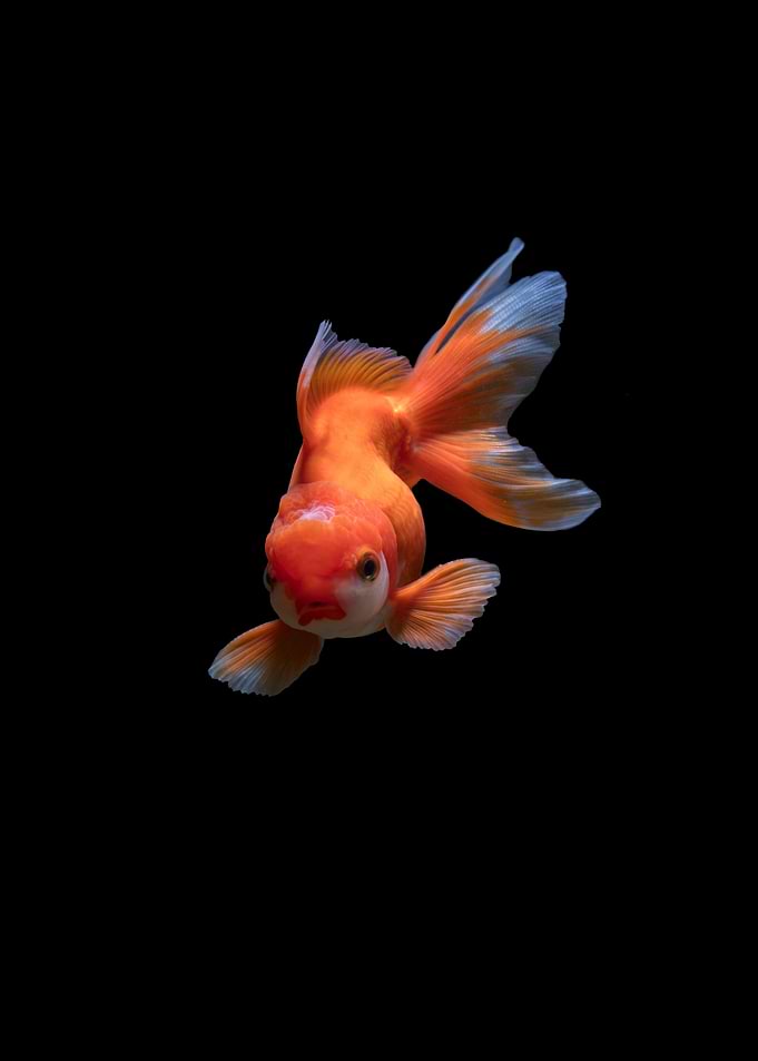 Gold fish in water body