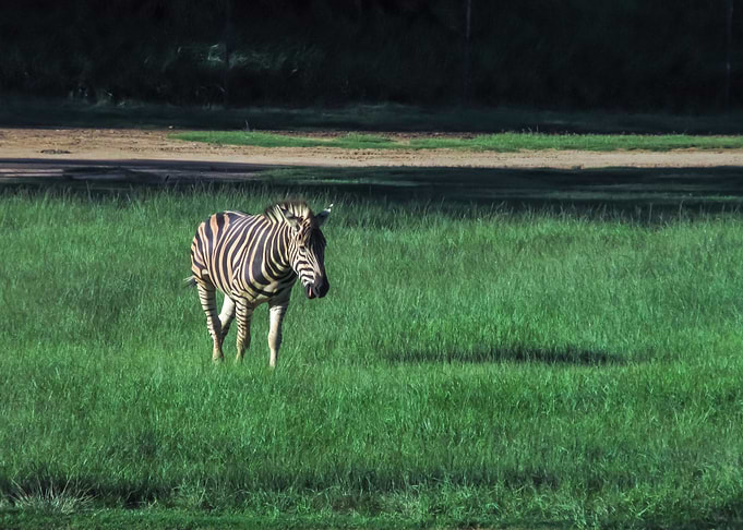 Zebra