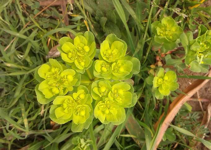 Green flower