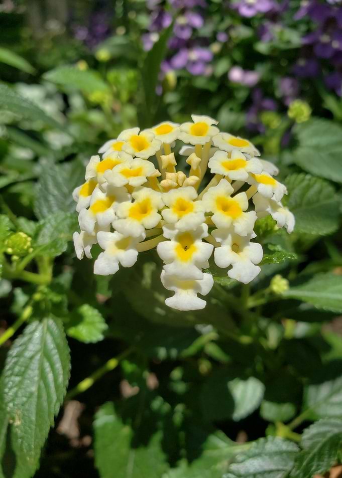 Lantana