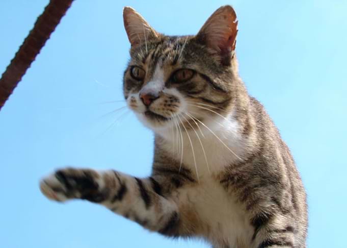 Sky Diving Cat