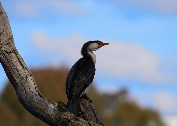 Cormorant
