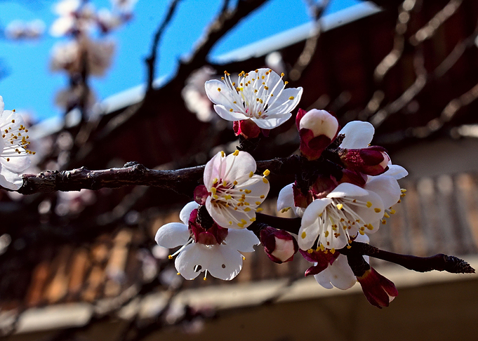 Blossom tree