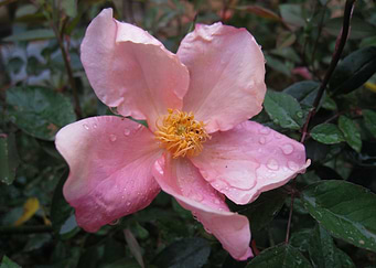 Mutabilis