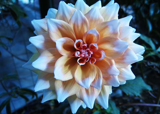 Light orange Dahlia
