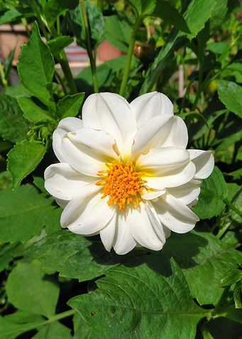 Flower blossom