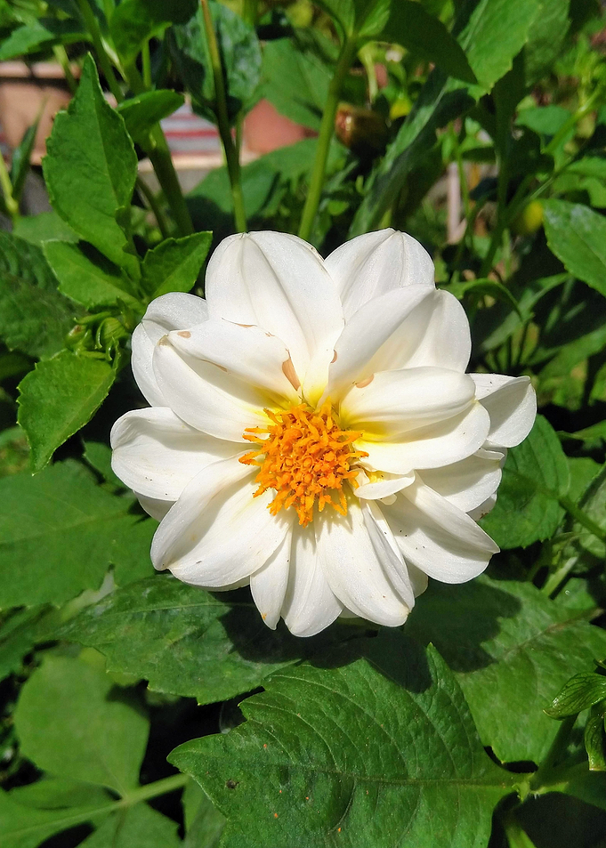 Flower blossom