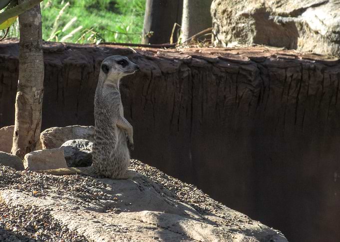 Meerkat