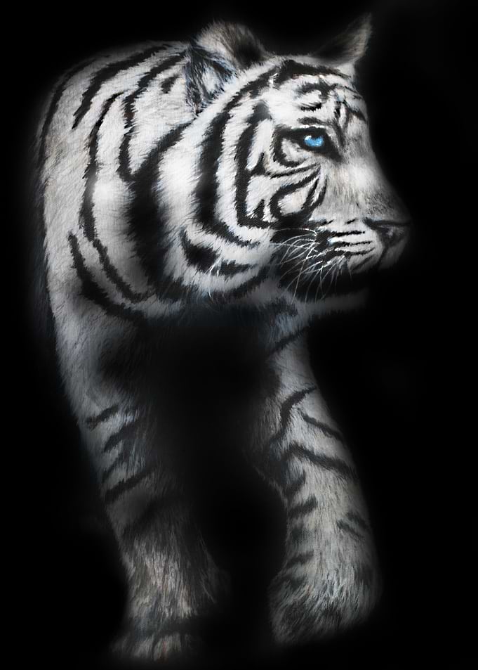 White Bengal Tiger