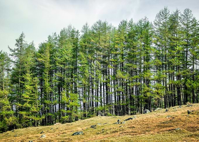 Scotland Woods
