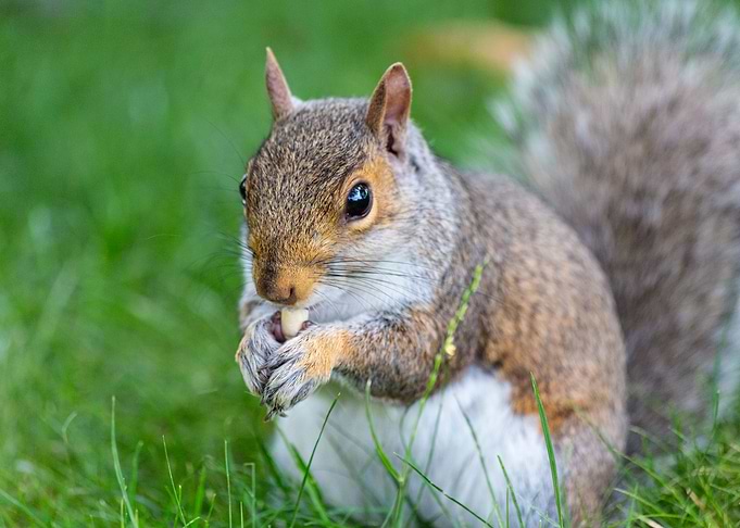 A cute squirrel