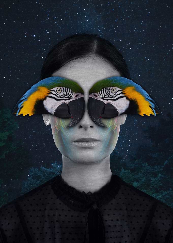 Parrot Fairy