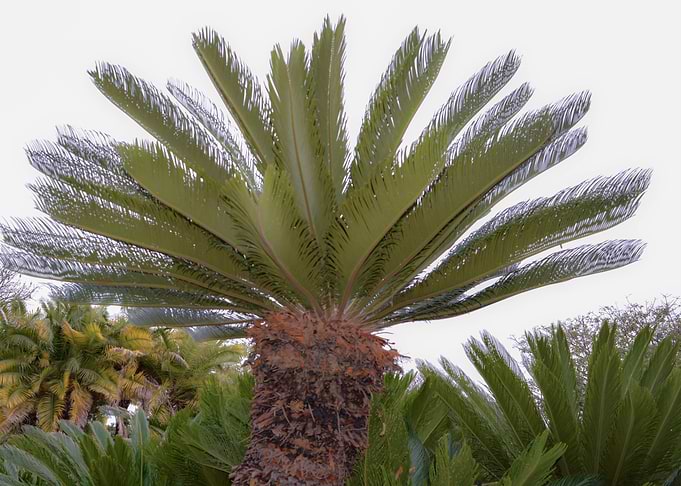 Botanical Garden Palm Tree