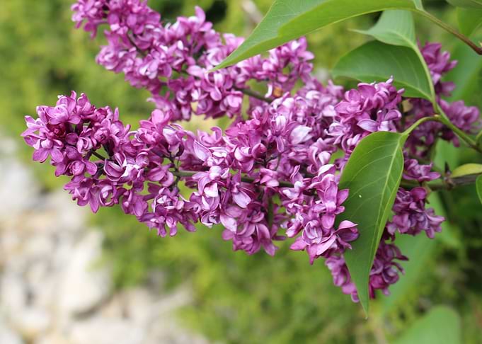 Purple flower