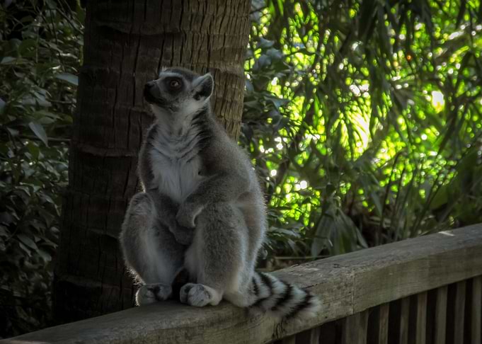 Lemur