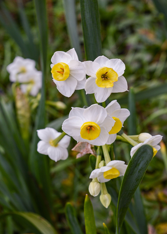 White Flowers