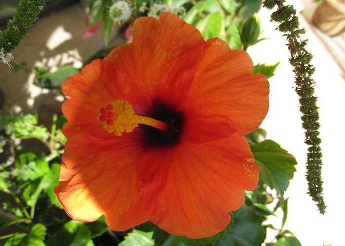 Red hibiscus