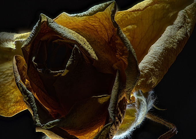 Rose10