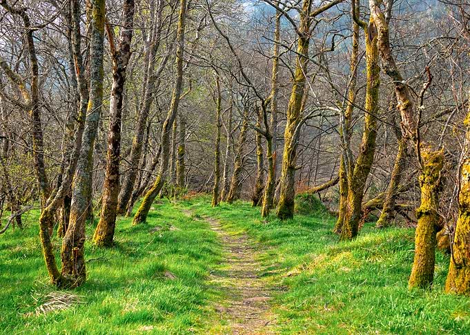 Scotland Woods