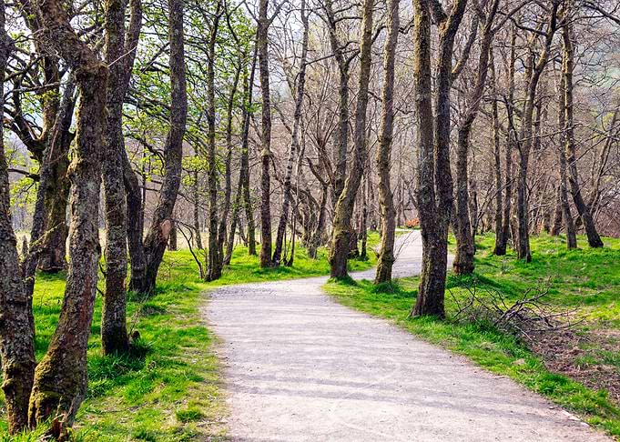 Scotland Woods