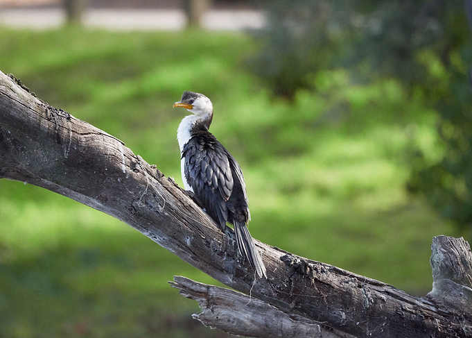 Cormorant on old log
