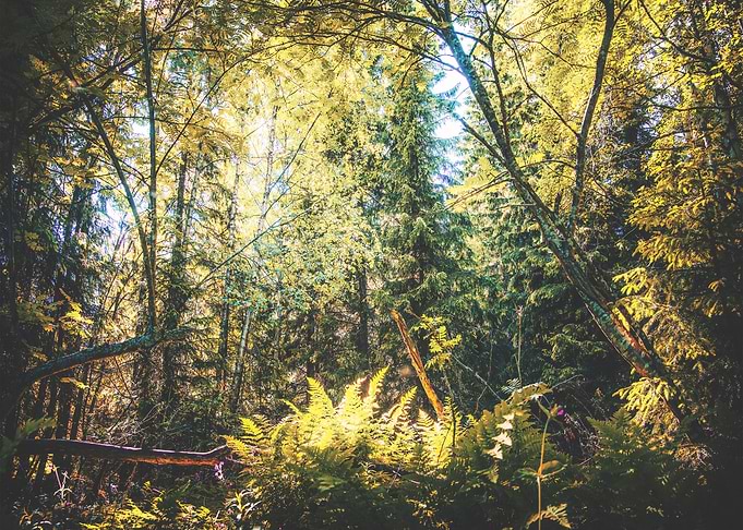 Magical Forest Moment