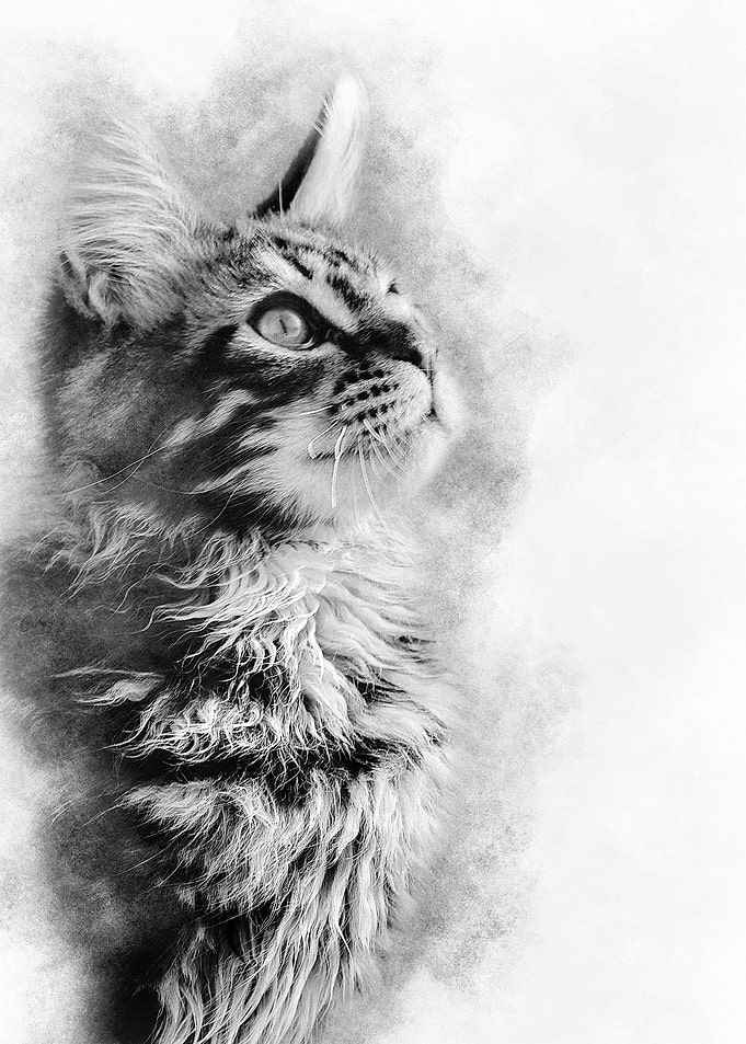 Maine coon cat