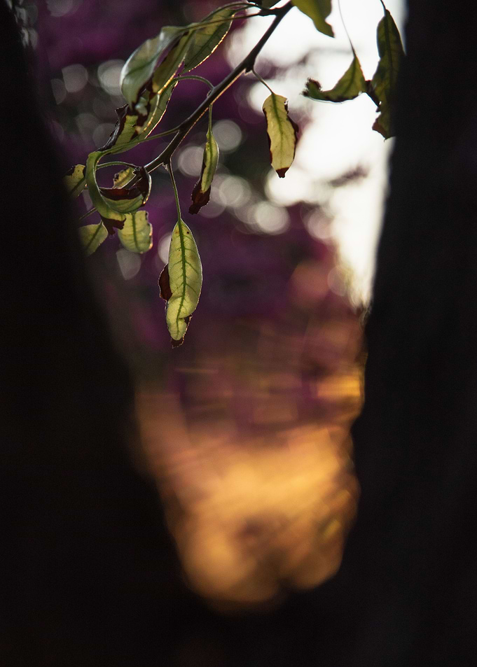Abstract Colorful Flora