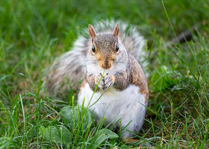 A cute squirrel
